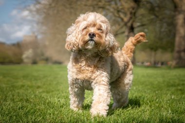 Seven year old Cavapoo walking directly towards the camera clipart