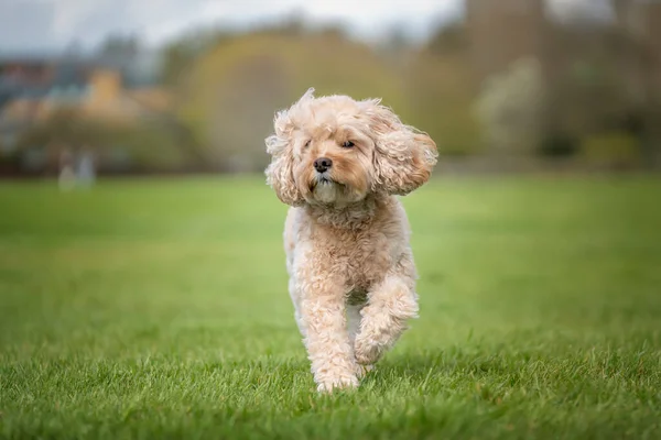 Yedi yaşındaki Cavapoo parkta eğlenceli bir koşu yapıyor.