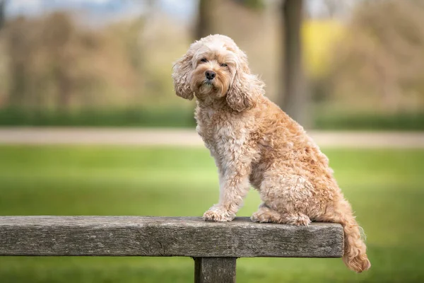 Seven Year Old Cavapoo Sat Bench Looking Camera Very Handsome — Stock Photo, Image