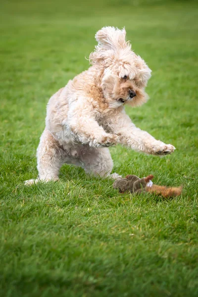 Seven Year Old Cavapoo Playing His Toy Squirrel Park — Stock Photo, Image