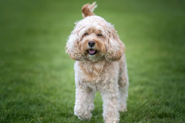 Seven year old Cavapoo very close up and very happy in the park
