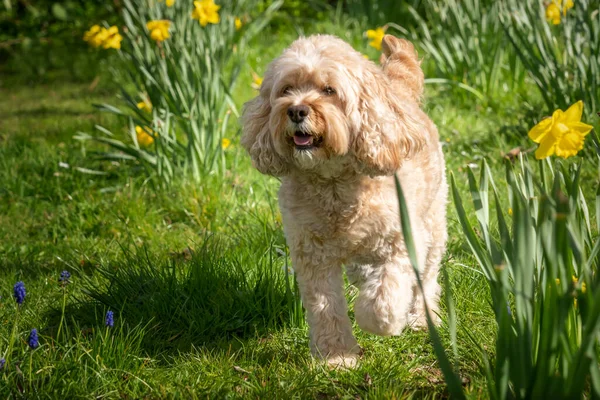Seven Year Old Cavapoo Walking Spring Flowers Looking Very Handsome — Stock Photo, Image