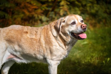 Sarı Labrador sonbaharda hafifçe sağa bakıyor