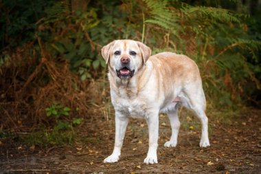 Sarı Labrador sonbaharda ormandaki kameraya bakıyor.