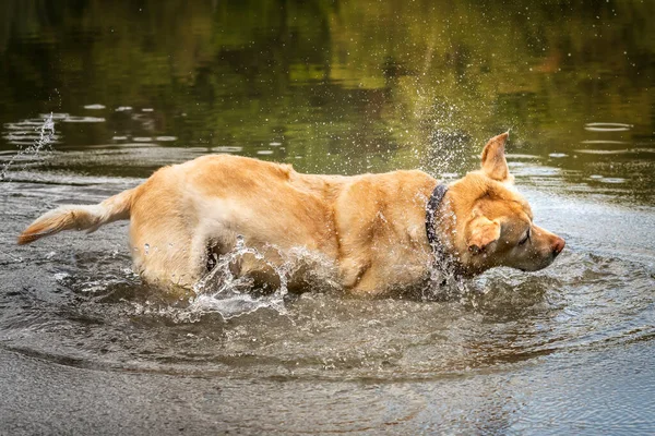 Yellow Labrador Shaking Water Himself Lake Autumn Fall — Stock Photo, Image