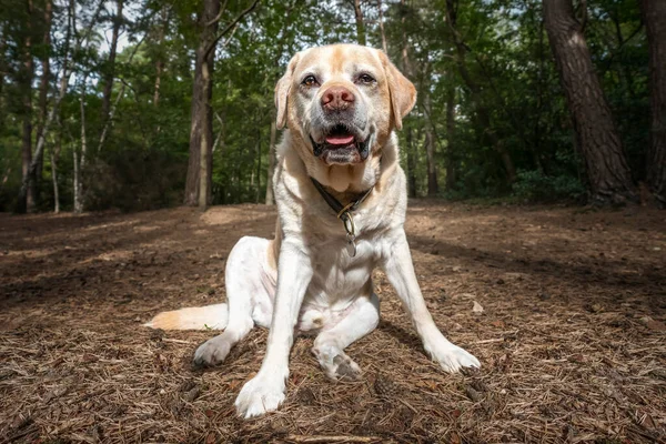 Senior Yellow Labrador Assis Regardant Caméra Automne Dans Forêt — Photo