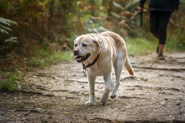 stock image Yellow Labrador walking with his owner obscured in Autumn fall