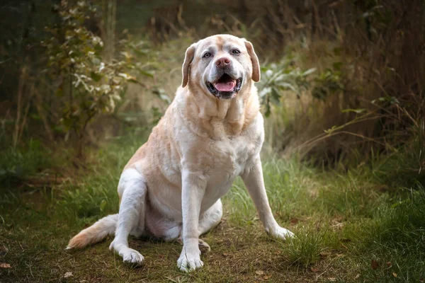 Senior Yellow Labrador Assis Regardant Caméra Automne — Photo