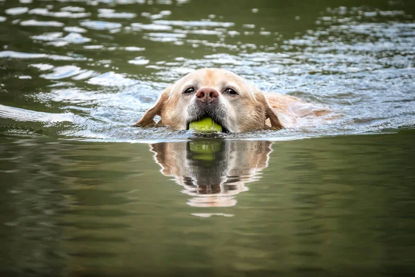 Gelber Labrador Schwimmt Einem See Und Holt Herbst Seinen Tennisball — Stockfoto