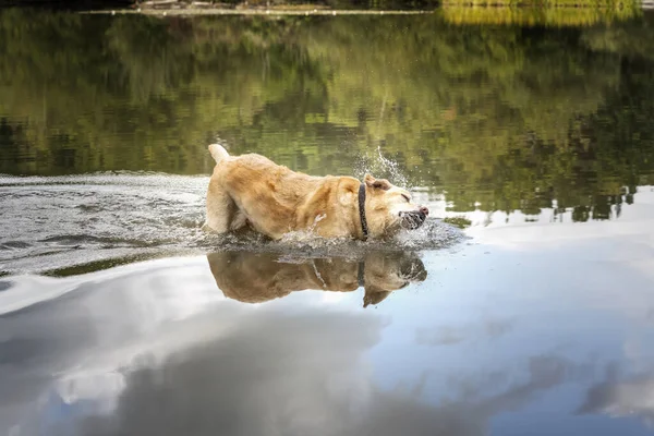 Žlutý Labrador Setřásl Vodu Jezera Podzim — Stock fotografie