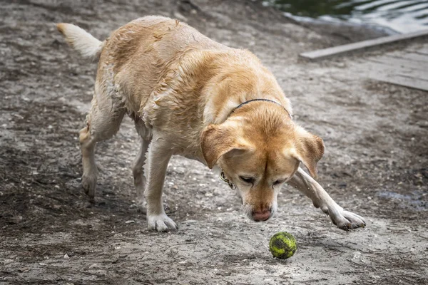 Sárga Labrador Minden Nedves Játszik Labdát Mellett — Stock Fotó