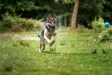 Alman çoban köpeği topun peşinden koşuyor.