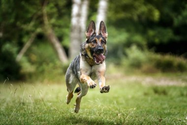 Alman çoban köpeği toptan sonra koşuyor ve son sürat kalkıyor.