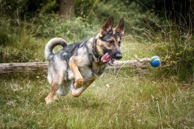 Alman çoban köpeği, düşen bir ağaç kütüğünün üzerinden atlayıp topunu kovalıyor.
