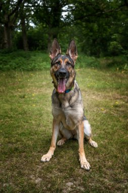 Alman çoban köpeği kameraya bakıp mutlu görünüyor.