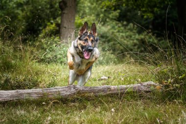 Alman çoban köpeği bir koşuda devrilmiş bir ağaç kütüğünün üzerinden atlıyor.