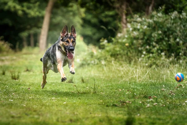 Alman Çoban Köpeği Topun Peşinden Koşuyor — Stok fotoğraf