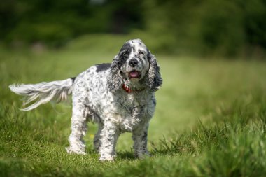 Cocker Spaniel 'i siyah beyaz göster Uzun kuyruğunu çimenlerde sallasın