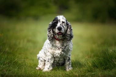 Cocker Spaniel 'i çimlerin üzerinde oturup doğrudan kameraya bakarken göster.