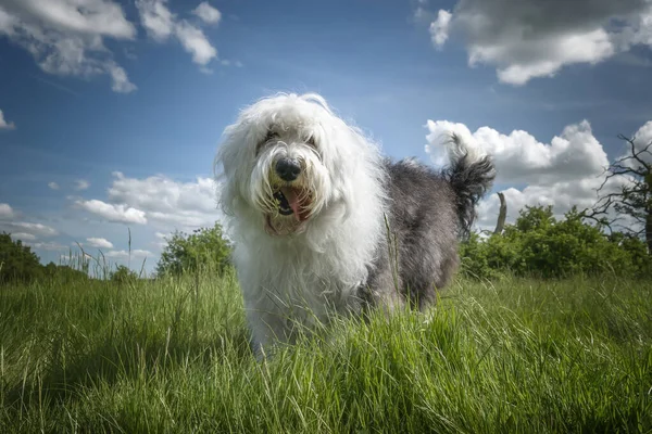 Old English Sheepdog standing in the grass very close up with blue and cloud sky