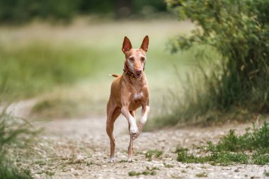 Podenco Endülüs koşuyor ve kameraya doğru bakıyor.