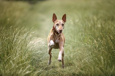 Podenco Endülüs koşuyor ve kameraya doğru bakıyor.