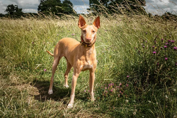 Podenco Endülüs ayakta kameraya doğru bakıyor.