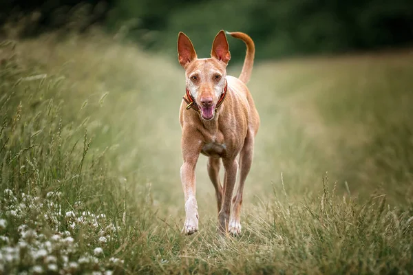 Podenco Andaluz yürüyor ve doğrudan kameraya bakıyor.