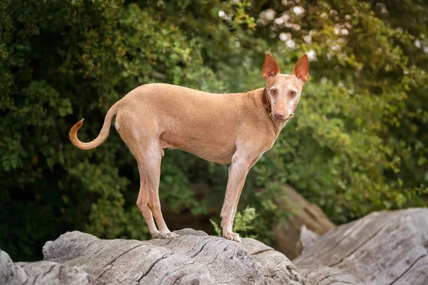 Podenco Endülüs ayakta kameraya doğru bakıyor.