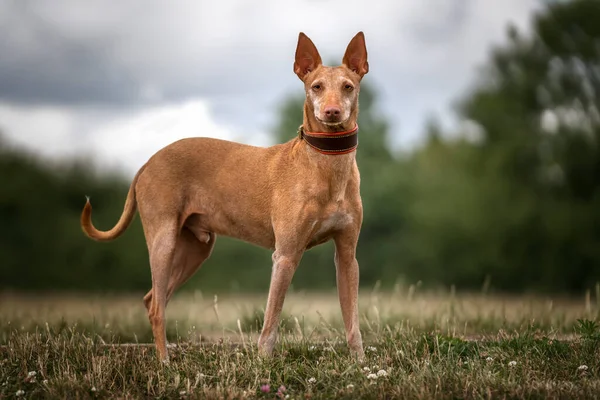 Podenco Endülüs ayakta kameraya doğru bakıyor.