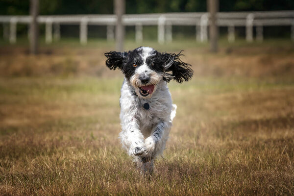 Black and White Cockapoo running and lokking towards the camera in a field