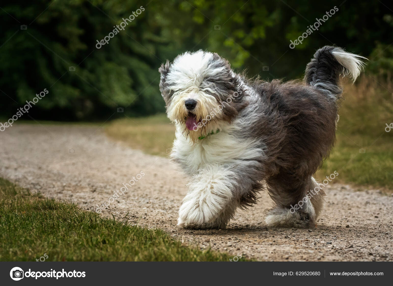 Old English Sheepdog Caminhando Direção Câmera Campo — Foto