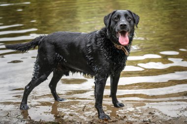 Gölde duran ıslak bir Kara Labrador ve çok mutlu bir şekilde kameraya bakıyor.