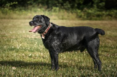 Siyah Labrador bir tarlada dikiliyor ve dili dışarıda sola bakıyor.