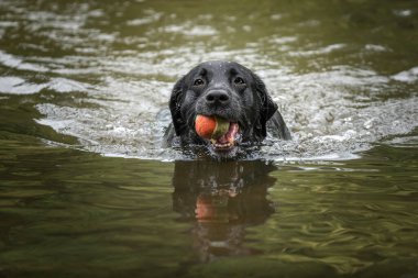 Siyah Labrador topuyla yeşil gölde yüzüyor.
