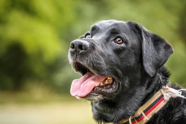 Black Labrador close up headshot with tongue out in a field