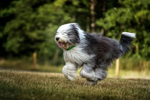 Yaşlı İngiliz çoban köpeği hızla sağdan sola koşuyor