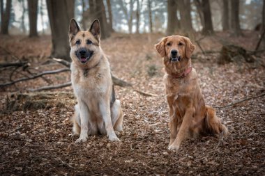 Golden Retriever ve Alman çoban köpeği bir ormanda kameraya bakıyor.
