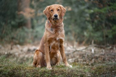 Golden Retriever ormanda kameraya poz veriyor. Çok mutlu görünüyor.