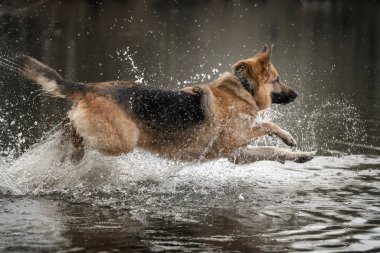 Alman çoban köpeği gölde zıplıyor ve oynuyor