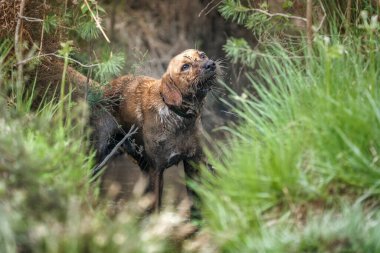 Fox Red Labrador ormandaki bir çamur havuzunda çok mutlu ve kirli görünüyor.