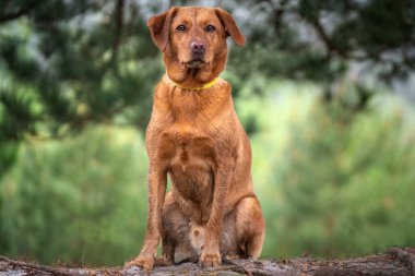 Fox Red Labrador ormanın içinde oturmuş kameraya bakıyor.