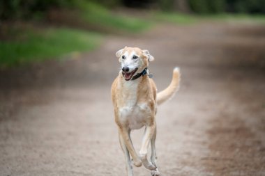 Kurtarma ekibi kameraya doğru koşuyor.
