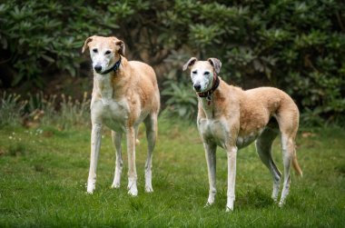 İki Kurtarma Koruyucusu, sağ taraftaki soldaki kameraman erkeğe bakıyor.