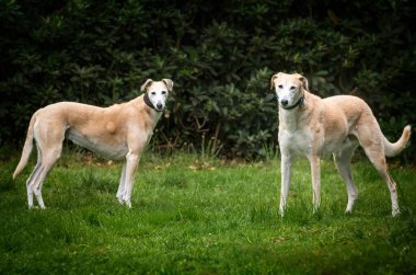 İki Kurtarma Koruyucusu kameraya bakıyor. Kadın solda, erkek sağda.