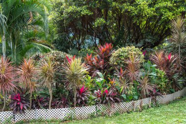 Tropical garden with palms and cordylines on Hong Kong Island in Asia