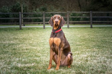 Sprizsla köpeği - bir Vizsla ile Springer Spaniel 'in kesiştiği yerde - bir tarladaki kameraya bakıyor.