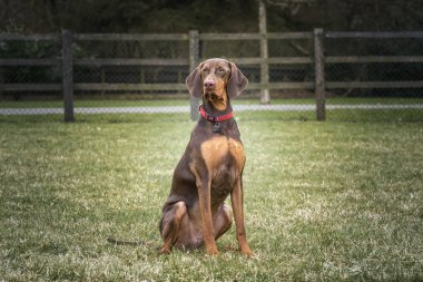 Sprizsla köpeği - bir Vizsla ile Springer Spaniel 'in kesiştiği yerde - kamerasız bir şekilde oturuyor.