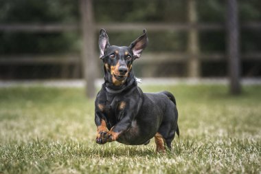Büyük Kara Dachshund köpeği tarlada kulakları ve pençeleri ile koşuyor.
