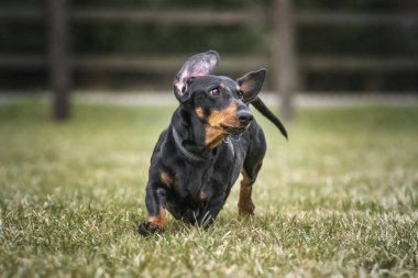 Büyük Kara Dachshund köpeği bir tarlaya doğru koşuyor.